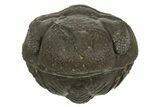 Wide, Enrolled Austerops Trilobite - Morocco #323240-2